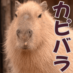 動物園の仲間たち(カピバラ)