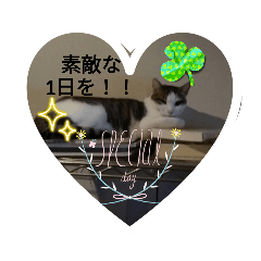 猫　素敵な1日を。