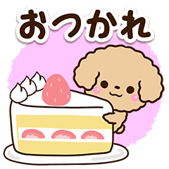 トイプードル☆アプリコット