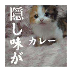 うちの暴君、なーぜ？