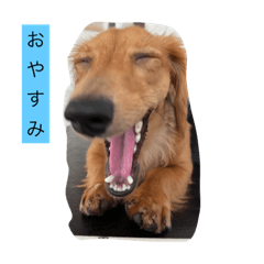 日常で使えるdog stamp