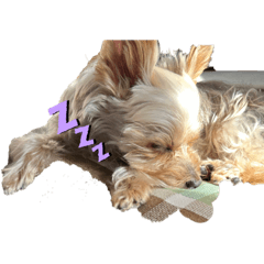 モモゾの毎日だよ