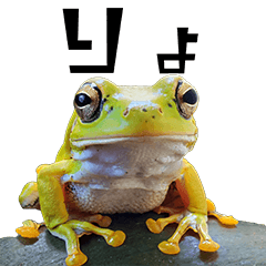 りあるアマガエル　日常使い　親しい人に編