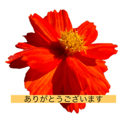 可愛いお花がいっぱいのスタンプ