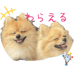 ぽこぽこポメラニアン4