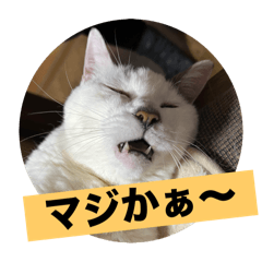 しろぬこ（ミケ猫白多め）テンちゃん