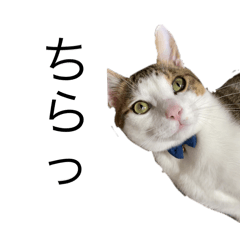 あおりにゃんこ