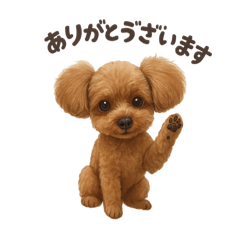 トイプードル　Noel 2