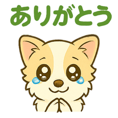 チワブなはなちゃんの日常⑤