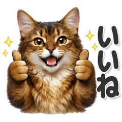 毎日使える！ ソマリ