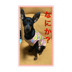 ミニピン雪ちゃん。