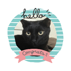 ねこのじじ CAT ZIZI