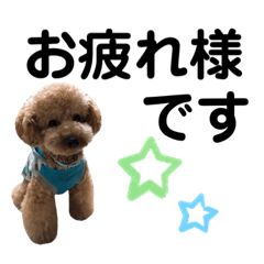 トイプードルのアール君2੯•`໒