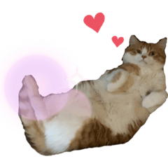 我が家の【みぞれ】