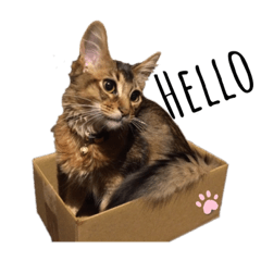 ロシアンブルー＆ソマリ