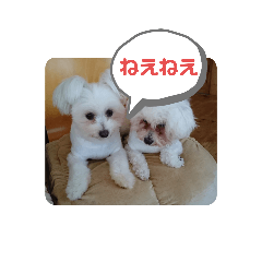 大きな文字スタンプ犬