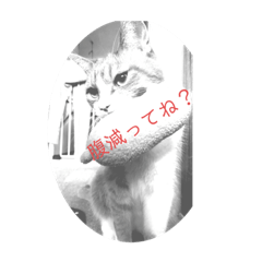 にゃんこたち（猫）