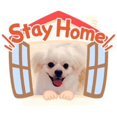 まる子の日常✨