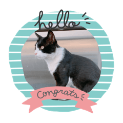 猫とおてあげくん