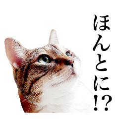 猫の写真で作ったスタンプ
