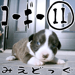 みえどっぐスタンプ コーギーカーディ編 11