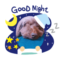 我が家のアイドル、モカの日常