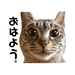 キジトラとの楽しい日常