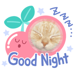 うちのねこたち1