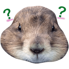 プレーリードッグのダイナさん