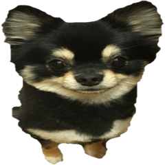 我が家のかわいい子たち