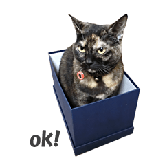 サビ猫まりおの"目力"スタンプ