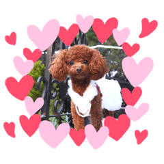 わんこプードル