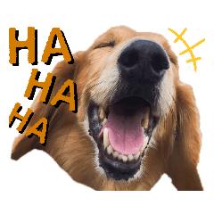 ダックスフンド【コチャ】