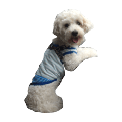 ちろるとちょこ