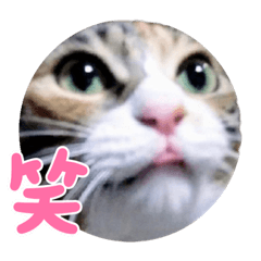 きなこちゃんの進化系〜♪③