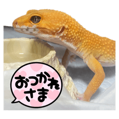 しゃけちゃんレオパスタンプ