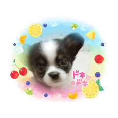 3匹のわんちゃんスタンプ