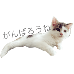 ねこちゃんズ.