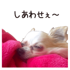 チワワな日々①【写真版】