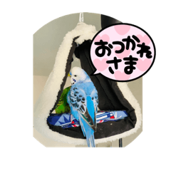 日常で使える癒されるインコのスタンプ
