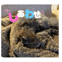 コロンの日常生活