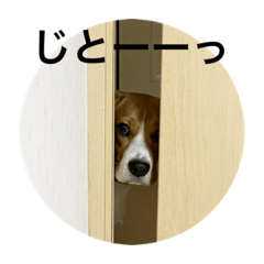 ビーグルのオッチマン