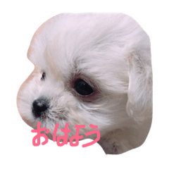 まるすけフレンド