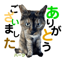 ハーツ保護猫シェルター支援・仕事その他