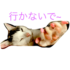 みいちゃんの日常スタンプ