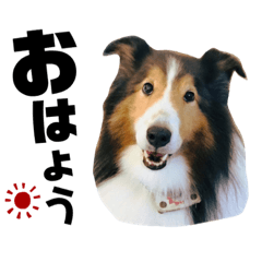 でかしぇる、な日常