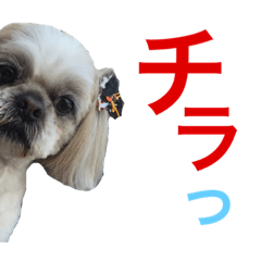 シーズー隊長　アズキ君