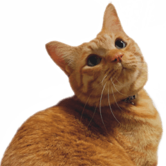 茶トラ猫の小次朗