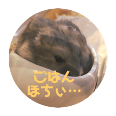 うちのこハムスター