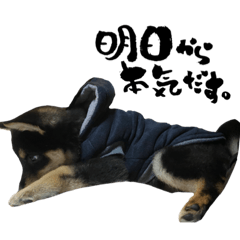 黒柴の虎太郎スタンプ